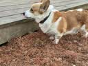 醇粹黑标狗粮中小型犬 鸡肉冻干全价犬粮边牧比熊成犬幼犬通用型10kg 实拍图