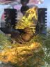 仟湖鱼缸杀菌灯迷你UV紫外线消毒灯除藻去绿水3w灭菌灯水族净水专用 实拍图
