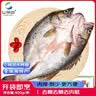 仙泉湖三去白蕉海鲈鱼400g/条净膛冷冻刺少肉厚特产海鲜中秋生鲜食材 实拍图