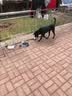 HELLOJOY发声球狗狗玩具磨牙耐咬乳胶比熊柯基小狗幼犬宠物自嗨解闷神器 实拍图