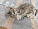 多特思猫零食小轻松猫草猫条50支0肉粉0诱食剂排毛化毛成幼猫条软罐头 实拍图