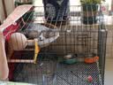 憨憨宠猫笼折叠猫笼子大号猫别墅加粗加密双层猫舍猫窝宠物猫咪用品家用 黑色 600双层 实拍图