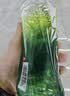 达利园夏日聚会大瓶装饮料青梅绿茶青梅果汁果味茶饮品1L*12瓶 整箱饮料 实拍图
