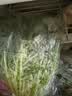 金丝甜心娃娃菜500g（3颗装） 实拍图
