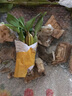 蓓莅鼓槌石斛 观赏盆 黄花卉绿植盆栽观赏鲜条棒槌石斛兰附生吊兰花 鼓槌石斛小3苗 裸根不带土 实拍图