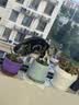 万颐猫粮成猫毛发管理蓝猫英短通用型鸡肉鱼配方全价猫粮5kg 实拍图