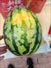 手剥皮小西瓜2K小糖丸西瓜新鲜水果薄皮西瓜脆甜手撕红肉甜瓜整箱 小糖丸5-6斤(1-2粒) 实拍图