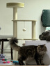 ZEZE藤编猫爬架夏季降温跳台爬架凉感猫窝猫树一体猫抓柱猫玩具 竹里藤席爬架 70*62*112cm 实拍图