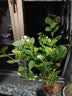 茉莉花苗盆栽带花苞九里香老桩驱蚊花卉植物室内浓香四季开花好养 大份茉莉花【4-6颗】花苞饱满 不含盆 实拍图