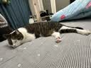 艾尔猫粮  深海鱼配方 成猫 幼猫 通用全价猫粮 10kg20斤 实拍图