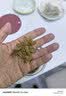 楼兰蜜语绿香妃葡萄干618g免洗无籽节日礼盒新疆特产大颗粒葡萄干休闲零食 实拍图