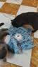 光多拉猫咪玩具五角星捕猎罩1200毫安时自动幼猫转盘逗猫棒宠物自嗨玩具 实拍图