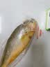 三都港 冷冻黄花鱼600g/2条装 大黄鱼 深海鱼 生鲜鱼类 海鲜 中秋礼品 实拍图