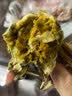 【活蟹】今锦上弘悦大闸蟹鲜活螃蟹礼盒全母2.8-3.1两8只精品中秋国庆礼盒礼品去绳足重 实拍图