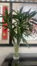 花翁富贵竹水培绿植招财转运室内客厅水养花卉盆栽植物文昌竹源头直发 实拍图