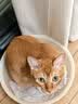 小佩五合一混合猫砂 活性炭豆腐混合 膨润土猫砂可冲厕所除臭 5合1升级砂 2.5kg*4包  规格 实拍图
