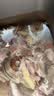 芈羊羊国产黄牛肉 原切牛肋眼骨净重4斤 生鲜牛排骨煲汤食材清真 实拍图