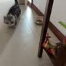 顽皮（Wanpy）宠物全价猫用主食猫粮包条猫湿粮高蛋白Mini双鲜包30g*10 实拍图
