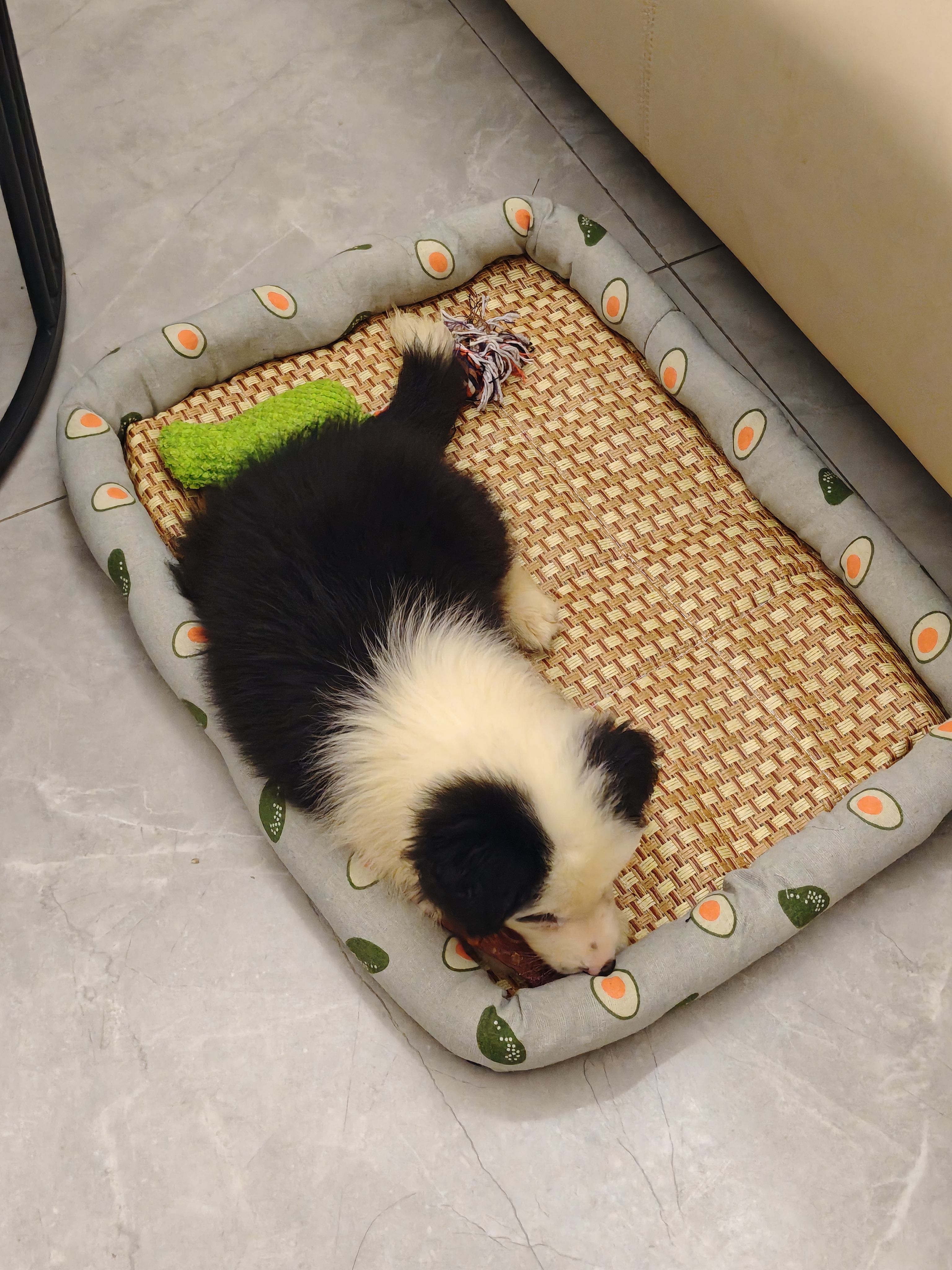 伯纳天纯狗粮中大型犬全价成年犬粮17kg羊肉蔓越莓味囤货装 实拍图