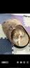 LEGENDSANDY蓝氏全价猫粮幼猫成猫猎鸟乳鸽4.5kg+荒野猎兔4.5kg 实拍图