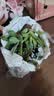 急兔多肉植物桌面盆栽绿植DIY花卉多肉随机多肉10颗不含盆土源头直发 实拍图