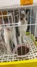 网易严选全价猫粮成幼猫主粮三文鱼亮毛深海鱼虾味1.8kg 【宠物金选】 实拍图