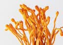 方家铺子中华老字号六星蛹虫草虫草花180g菌菇干货煲汤材料 实拍图