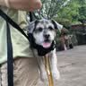 WAKYTU狗狗横背包单双肩可斜挎拆卸小中大型犬宠物外出便捷包适用8-16斤 实拍图