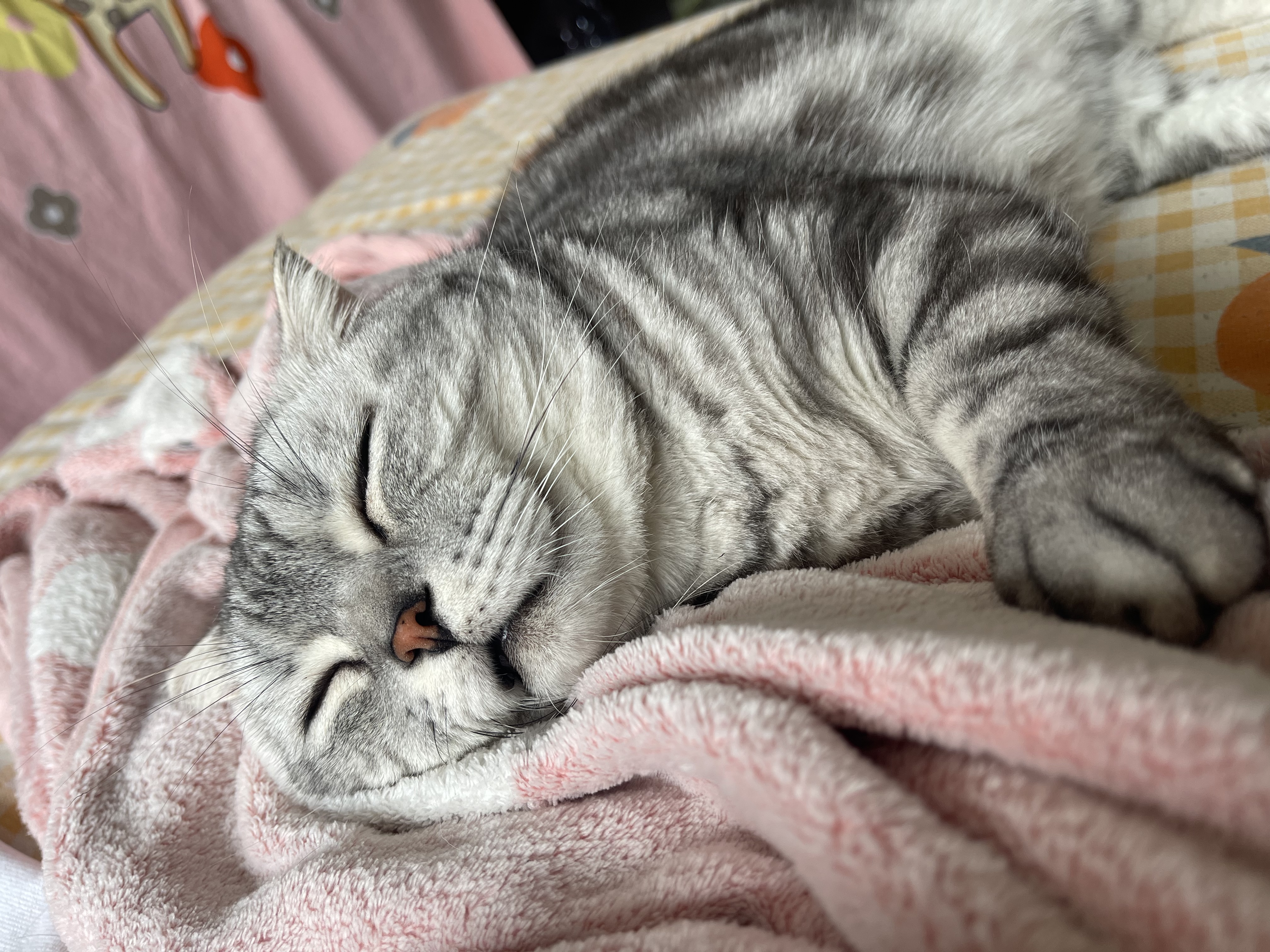 网易严选猫罐头猫湿粮宠物零食浓汤红肉罐头 金枪鱼鸡丝口味85克*12罐 实拍图