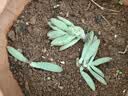 多肉植物精选随机一款多肉好养易活桌面绿植【两单及以上发货】1 一颗随机品种多肉植物 实拍图