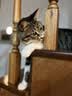 网易严选宠爱相伴全价猫粮 实惠宠物主粮成幼猫爱心公益 美毛护肠胃10kg 实拍图