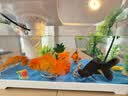 阔庭（KUOTING）缸水族箱生态桌面鱼缸新款懒人鱼缸生态造景过滤制氧一体机白色 实拍图