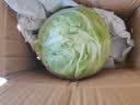 山东寿光新鲜青甘蓝卷心菜新鲜包菜青绿卷心菜手撕包菜爆炒 寿光甘蓝2斤（净重1.8斤） 实拍图