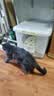 pidan猫砂 豆腐猫砂2.4kg*6包强力吸臭纯猫砂 可冲厕所非膨润土砂 实拍图