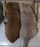 网易严选全价猫粮4.0 成幼猫三文鱼亮毛护肠胃深海鱼虾味10kg【宠物金选】 实拍图