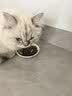 LEGENDSANDY蓝氏猫零食全价主食猫条成猫幼猫鲜肉猫湿粮罐头混合口味16g*36支 实拍图