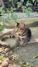 皇家（ROYAL CANIN）猫粮慕斯猫罐头湿粮奶糕幼猫粮全价粮 猫咪主食级罐头BMC 【囤货首选1760g】幼猫奶糕罐头88g*20罐 实拍图