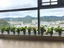 花翁绿萝盆栽室内除甲醛花卉绿植办公室新房净化空气水培植物源头直发 实拍图