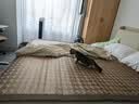 福丸自然空气钠基矿砂猫砂除臭香味抑菌低尘 轻盈海风4.5kg*2 实拍图
