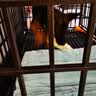 华元宠具狗窝垫子四季通用大型犬春夏深睡狗狗床宠物沙发可拆洗睡垫猫咪窝 实拍图