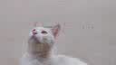 欢宠网猫玩具猫咪猫隧道彩虹钻洞袋子迷宫通道逗猫自嗨神器解闷猫猫小猫 实拍图