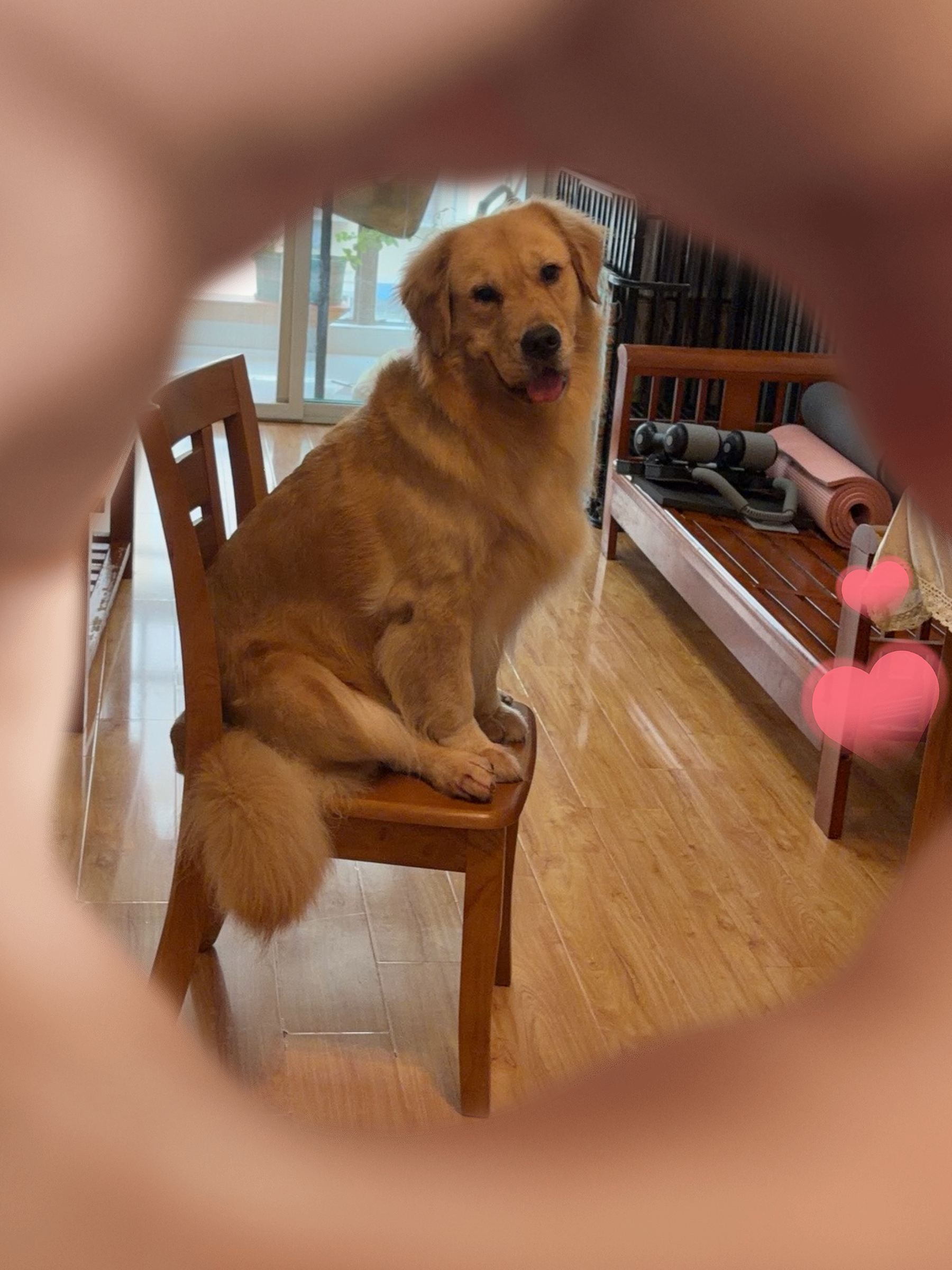 疯狂小狗中大型犬狗粮成幼犬10kg金毛边牧牛肉&青口贝犬粮20斤营养丰富 实拍图