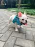 TRUELOVE狗狗牵引绳小型犬狗绳子遛狗绳背心式泰迪柯基宠物用品小狗胸背带 湖蓝色 L(胸围48-54cm)建议14-18斤选择 实拍图