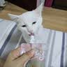 小毛豆happy酱包 成猫幼猫主食酱包猫湿粮主食餐包猫主食包营养湿粮 【店长推荐~6包】5味混合 实拍图