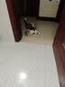 憨憨乐园猫玩具逗猫棒幼小猫猫咪磨牙玩耍耐咬互动自嗨玩具神器宠物用品 实拍图
