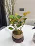 花行榜菩提树盆栽小盼菩提盆景带果中式禅意桌面摆件室内绿植物源头直发 实拍图