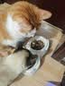 麦富迪猫粮 超肉粒冻干双拼成猫粮美毛护肠三文鱼10kg/20斤【宠物金选】 实拍图