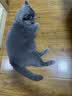 普安特宠物猫咪驱虫药体外驱虫滴剂幼猫跳蚤寄生虫非泼罗尼爱滴克 实拍图