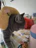 HELLOJOY猫咪专用小枕头宠物狗狗夏天u型枕头睡觉垫子猫毛毯保暖宠物用品 实拍图