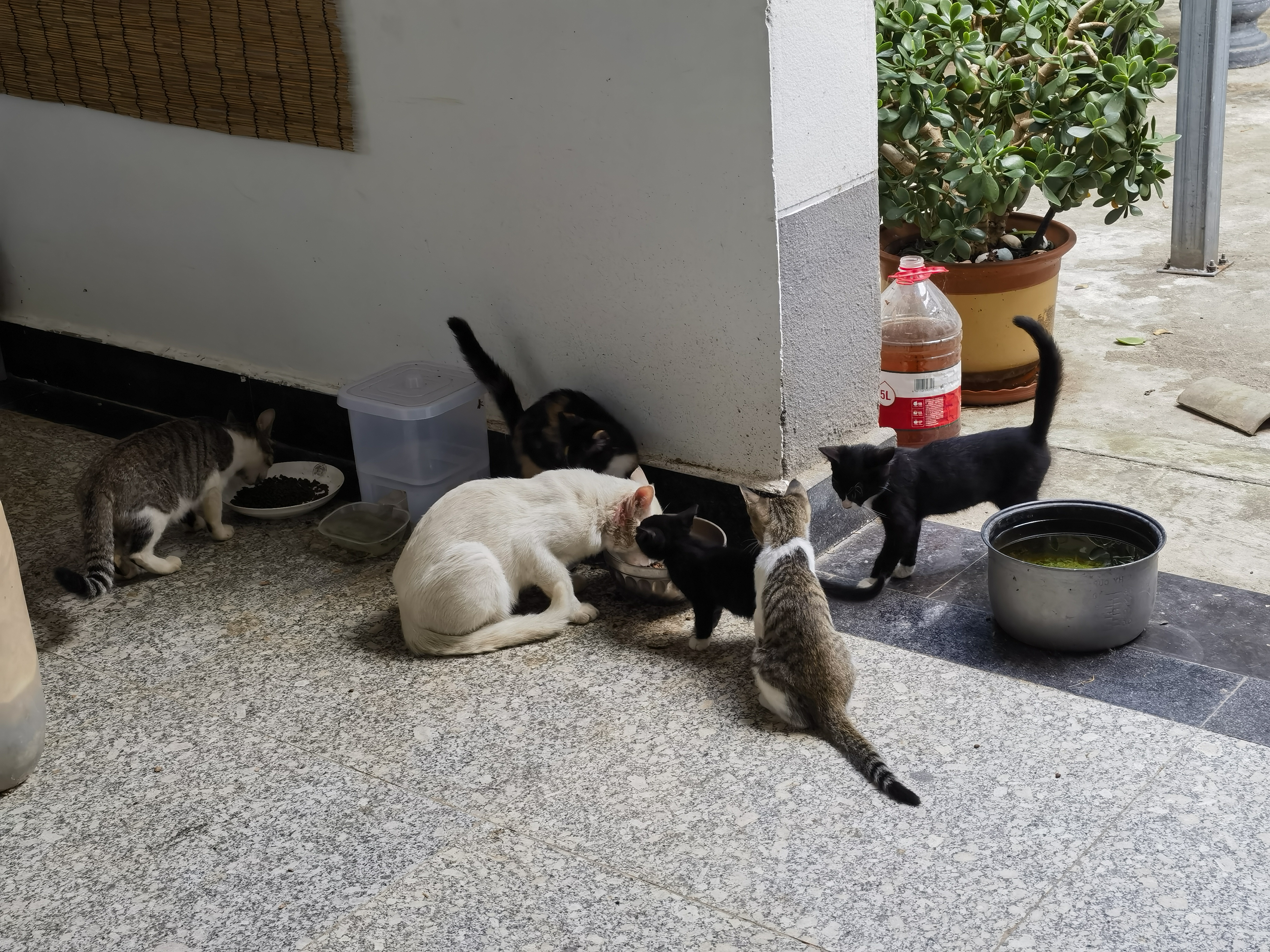 京东京造全价牛肉味猫粮10kg成猫幼猫粮通用型 实拍图